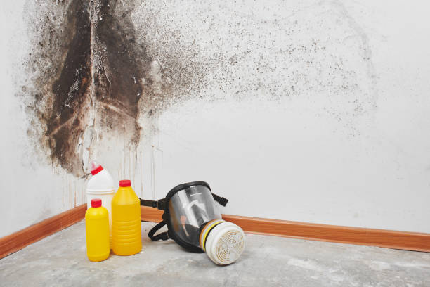 Best Residential Mold Remediation in Kirby, TX