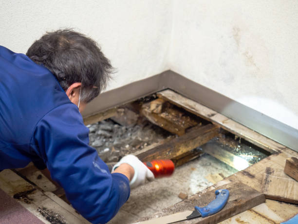 Best DIY Mold Remediation Support Services in Kirby, TX