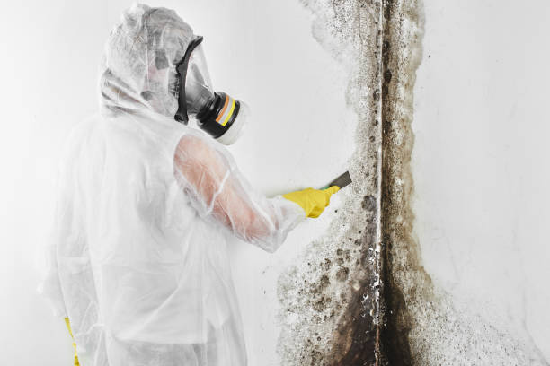 Best White Mold Remediation in Kirby, TX