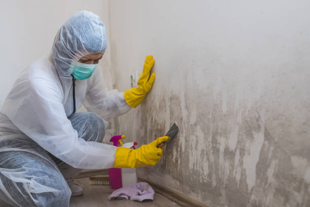 Best Residential Mold Remediation in Kirby, TX