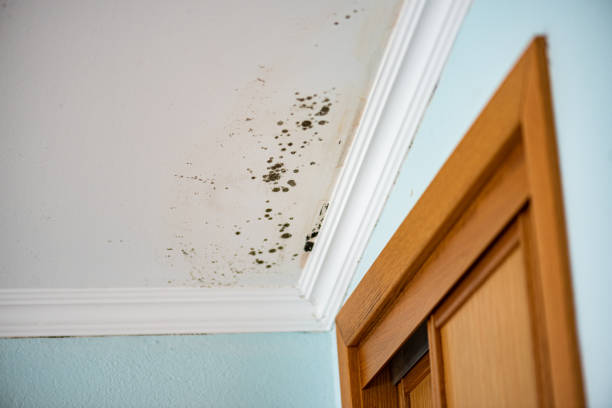 Best Commercial Mold Remediation in Kirby, TX