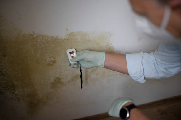 Best Emergency Mold Remediation in Kirby, TX