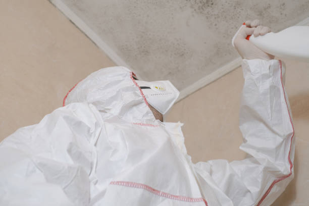 Best Attic Mold Remediation in Kirby, TX