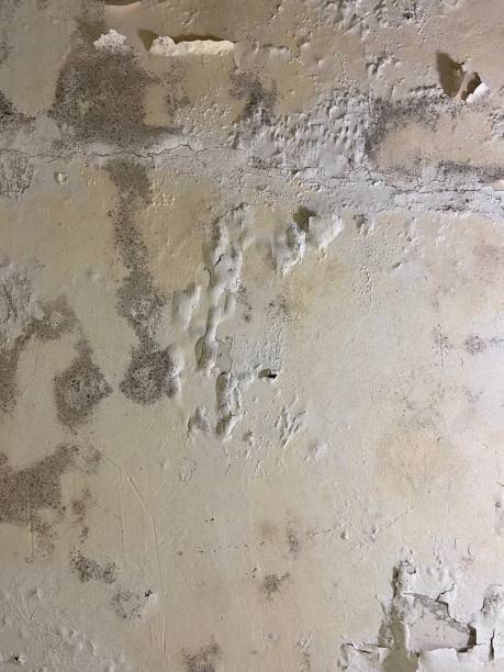 Best Crawl Space Mold Remediation in Kirby, TX