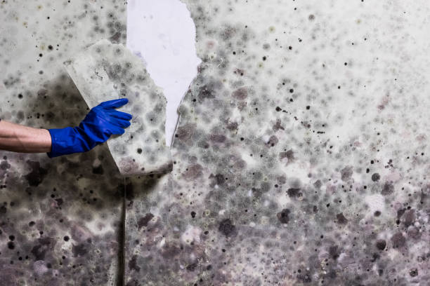 Best Mold Testing and Inspection Services in Kirby, TX