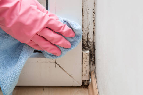 Best Mold Remediation for Specific Building Types in Kirby, TX