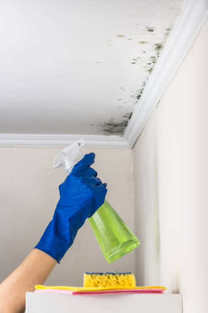 Trusted Kirby, TX Mold Remediation Experts