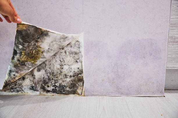 Best Residential Mold Remediation in Kirby, TX